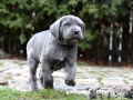 Finley Junior vom Warliner Rudel