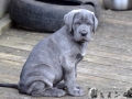 Finley Junior vom Warliner Rudel