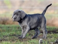 Finley Junior vom Warliner Rudel