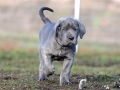 Finley Junior vom Warliner Rudel