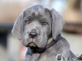 Finley Junior vom Warliner Rudel