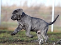 Finley Junior vom Warliner Rudel