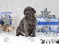 Fritz vom Warliner Rudel