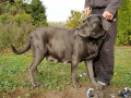 vom Warliner Rudel