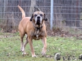 vom Warliner Rudel