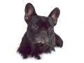 Arnie
