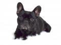Arnie