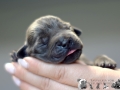 Gamora vom Warliner Rudel