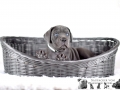 Gaia vom Warliner Rudel