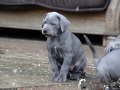 Gerda vom Warliner Rudel