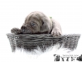 Golem vom Warliner Rudel