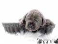 Golem vom Warliner Rudel