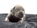 Golem vom Warliner Rudel