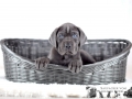 Golem vom Warliner Rudel