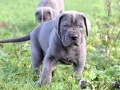 Golem vom Warliner Rudel