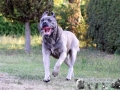 Saupacker vom Warliner Rudel