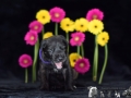Holly vom Warliner Rudel