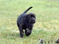 Holly vom Warliner Rudel