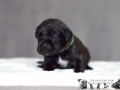 Halldor vom Warliner Rudel