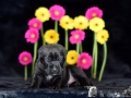 Halldor vom Warliner Rudel