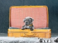 Inge vom Warliner Rudel