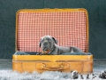 Inge vom Warliner Rudel