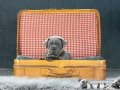 Inge vom Warliner Rudel