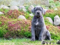 Isabo vom Warliner Rudel