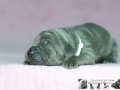 Ivory vom Warliner Rudel