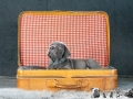 Ike vom Warliner Rudel