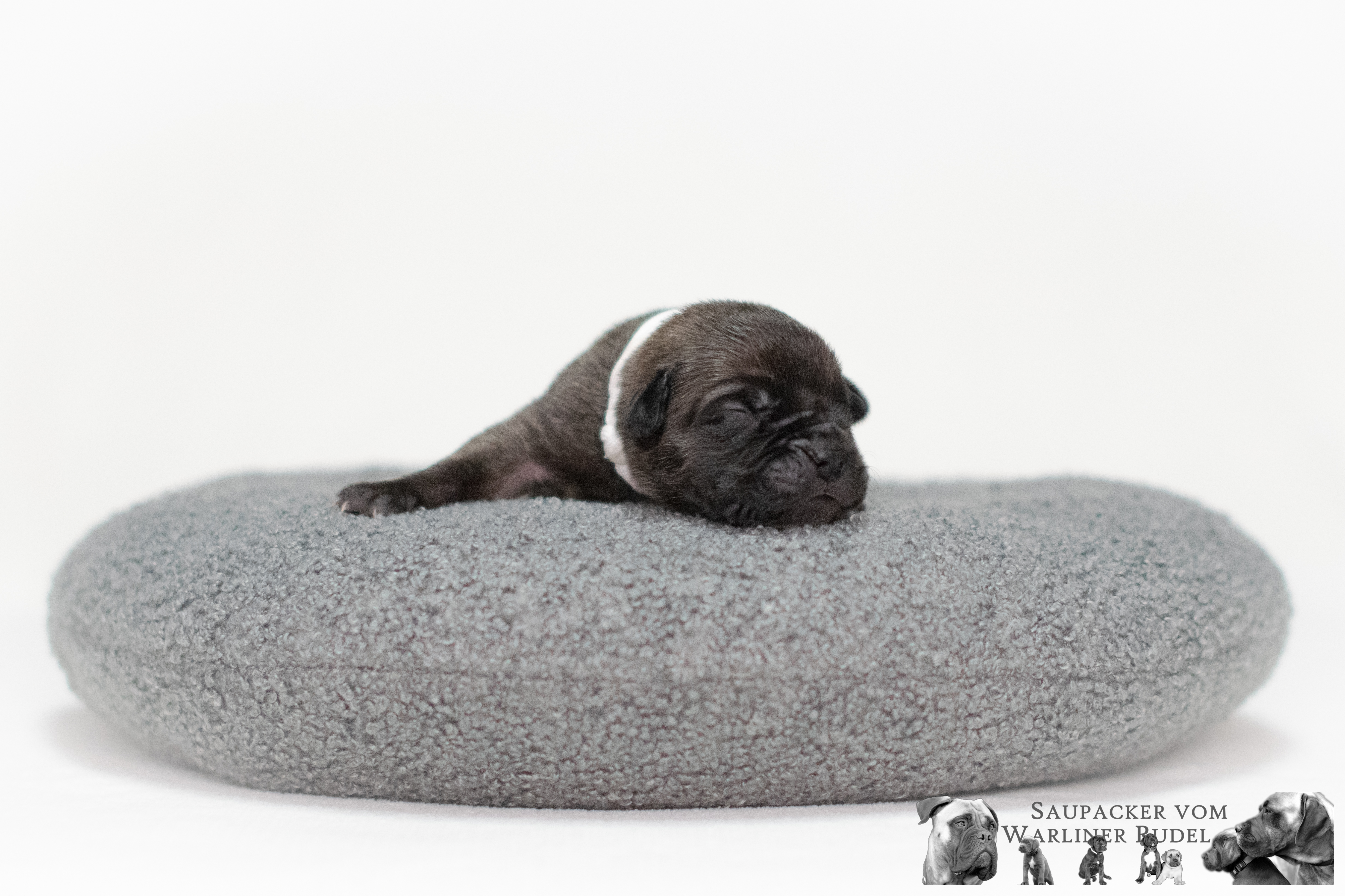 Mini vom Warliner Rudel