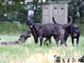 Saupacker vom Warliner Rudel